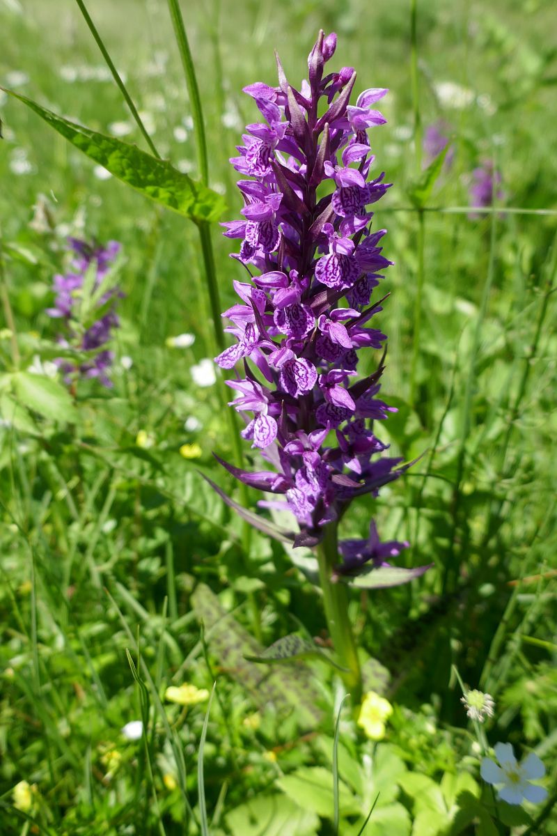 Dactylorhiza indet. group. majalis  - Pascale Chevalier