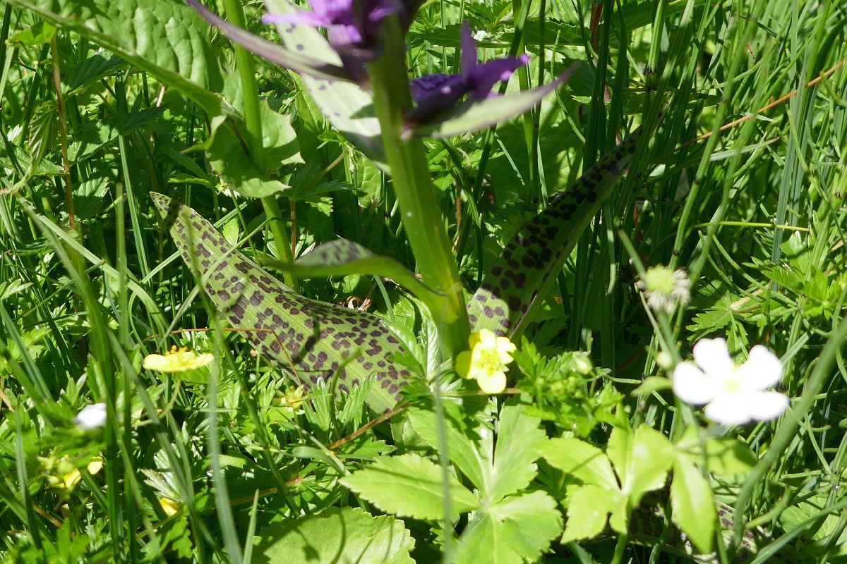 Dactylorhiza indet. group. majalis  - Pascale Chevalier