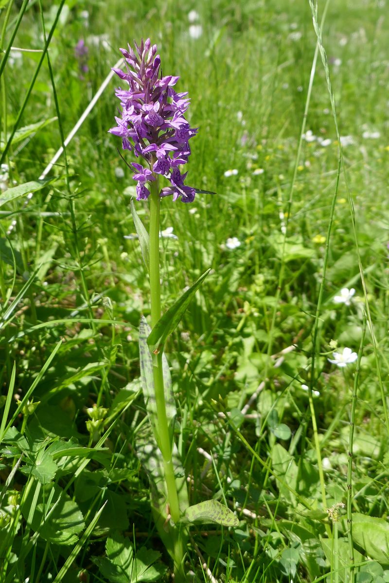 Dactylorhiza indet. group. majalis  - Pascale Chevalier