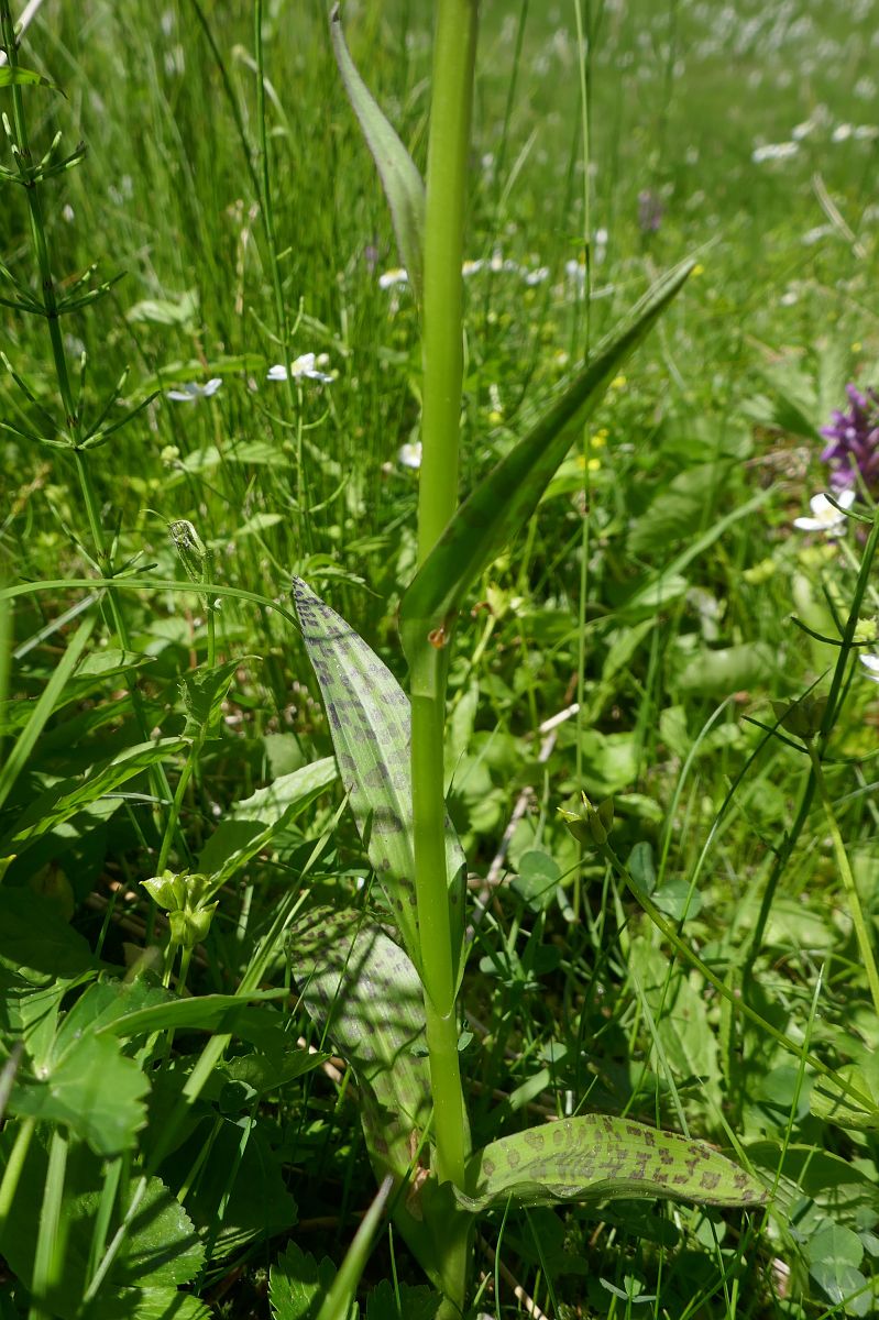 Dactylorhiza indet. group. majalis  - Pascale Chevalier