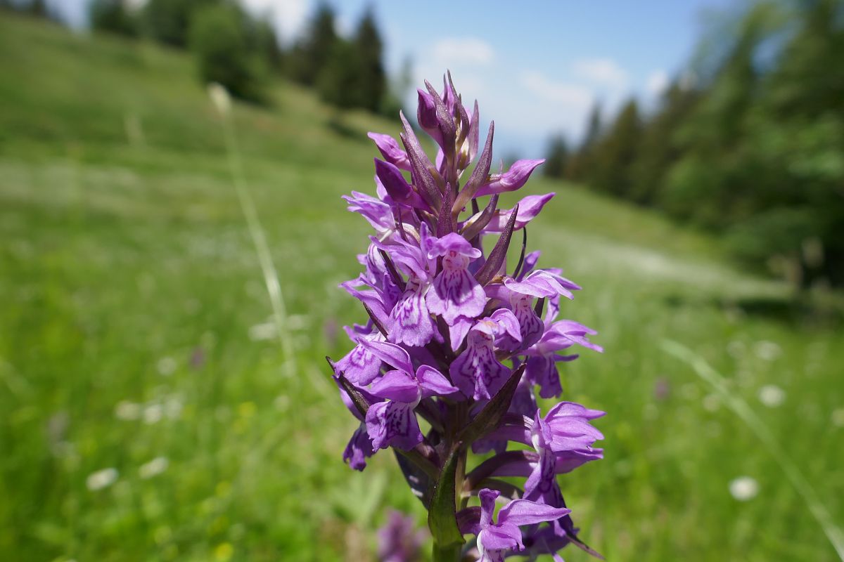 Dactylorhiza indet. group. majalis  - Pascale Chevalier