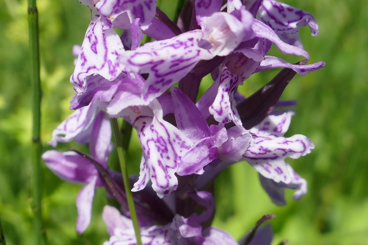 Dactylorhiza indet. group. majalis  - Pascale Chevalier