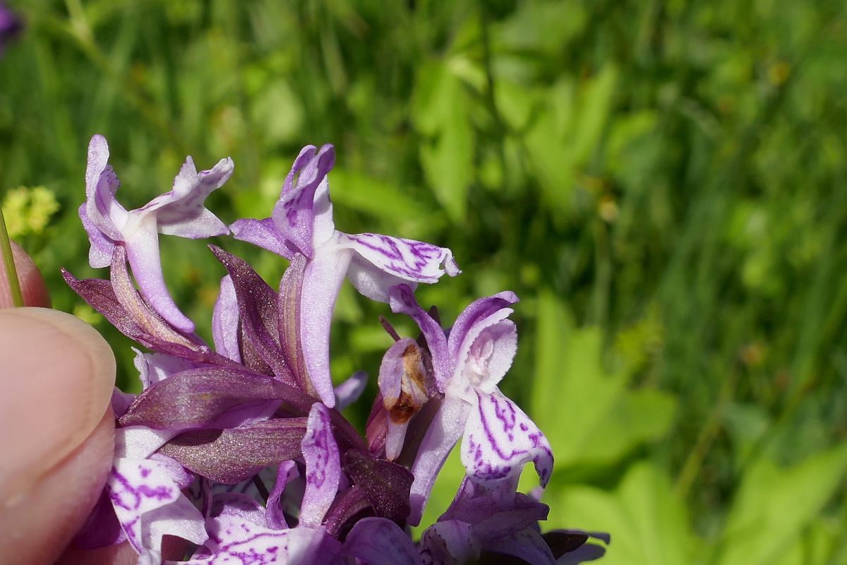 Dactylorhiza indet. group. majalis  - Pascale Chevalier