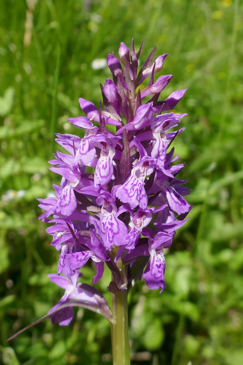 Dactylorhiza indet. group. majalis  - Pascale Chevalier