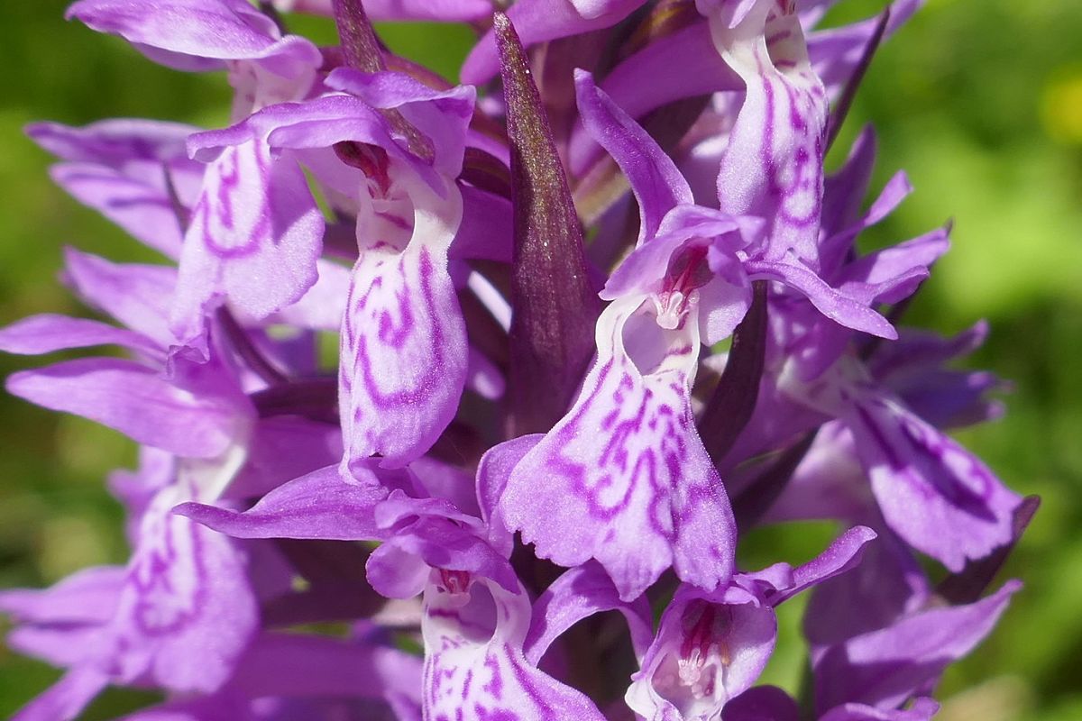 Dactylorhiza indet. group. majalis  - Pascale Chevalier