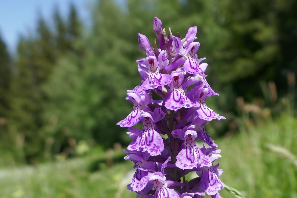 Dactylorhiza indet. group. majalis  - Pascale Chevalier
