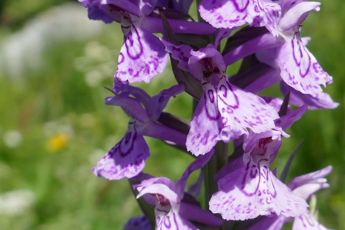 Dactylorhiza indet. group. majalis  - Pascale Chevalier