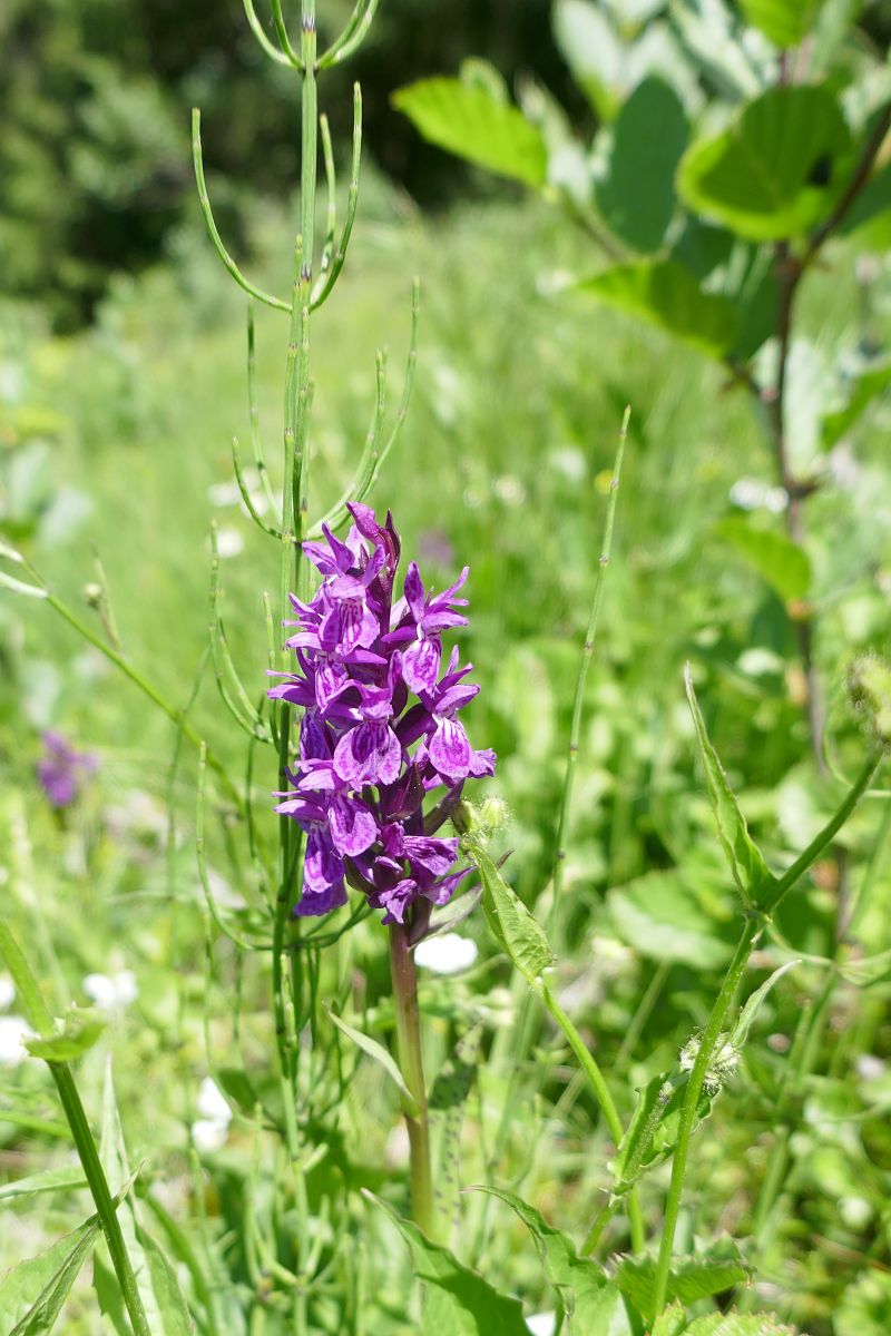 Dactylorhiza indet. group. majalis  - Pascale Chevalier
