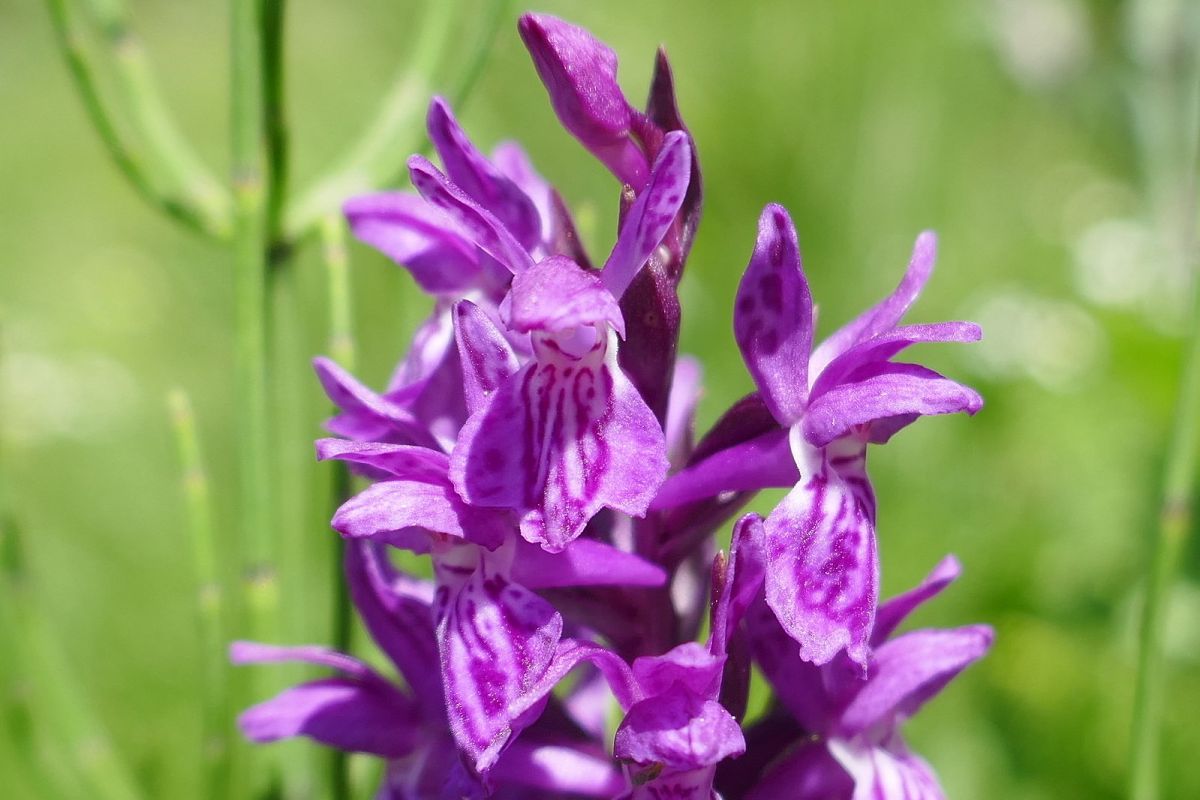Dactylorhiza indet. group. majalis  - Pascale Chevalier