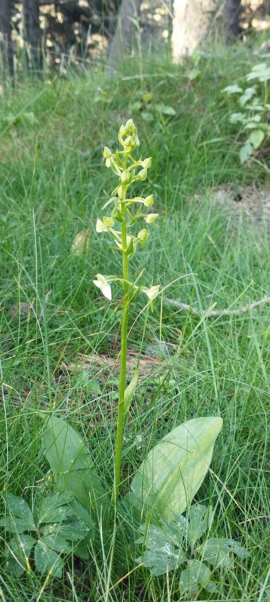 Listera cordata  - Jean-Marc Villalard