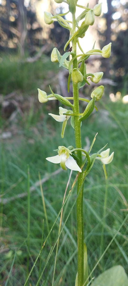 Listera cordata  - Jean-Marc Villalard
