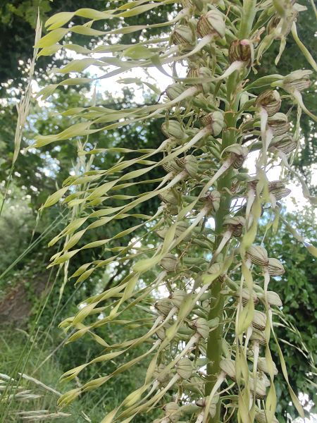 Himantoglossum hircinum  - Hélène Martin