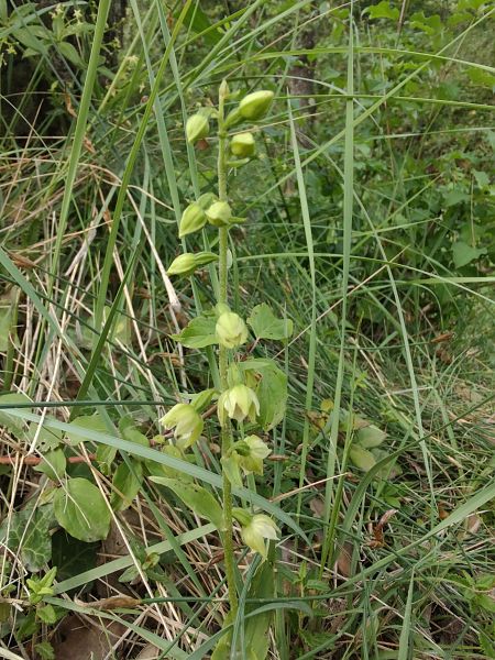 Epipactis muelleri  - Hélène Martin