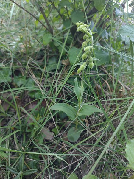 Epipactis muelleri  - Hélène Martin