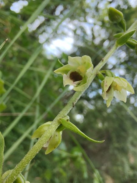 Epipactis muelleri  - Hélène Martin