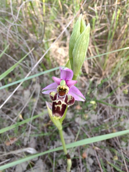 Ophrys scolopax  - Hélène Martin