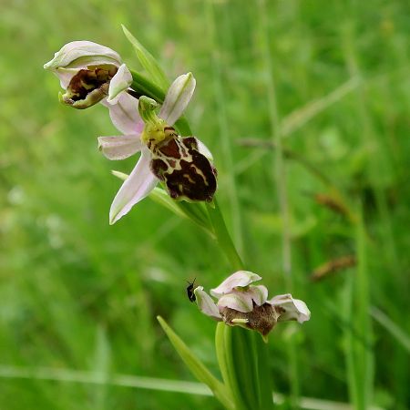 Ophrys apifera var. friburgensis  - Claudine Lab