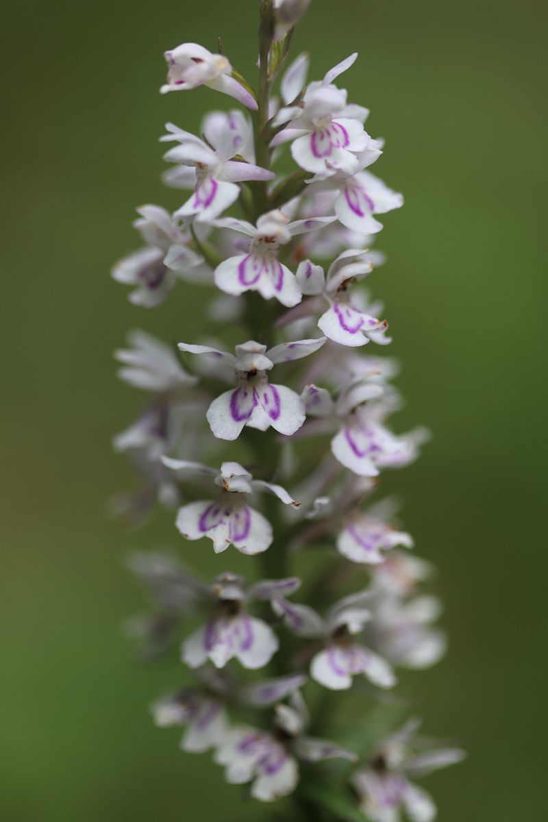 Dactylorhiza maculata  - Philippe Fourneret