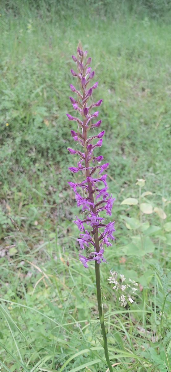 Gymnadenia conopsea  - Philippe Fourneret