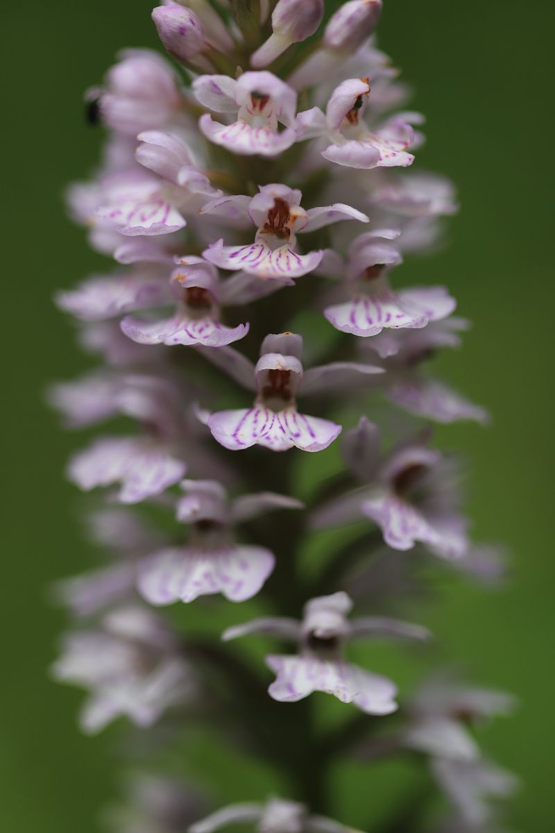 Dactylorhiza maculata  - Philippe Fourneret
