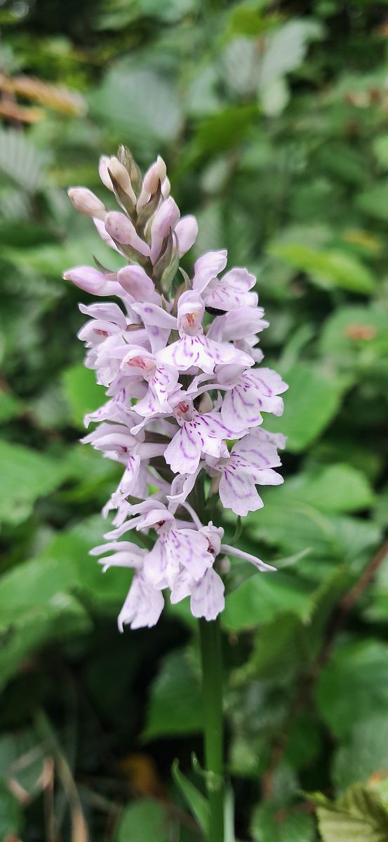 Dactylorhiza maculata  - Philippe Fourneret