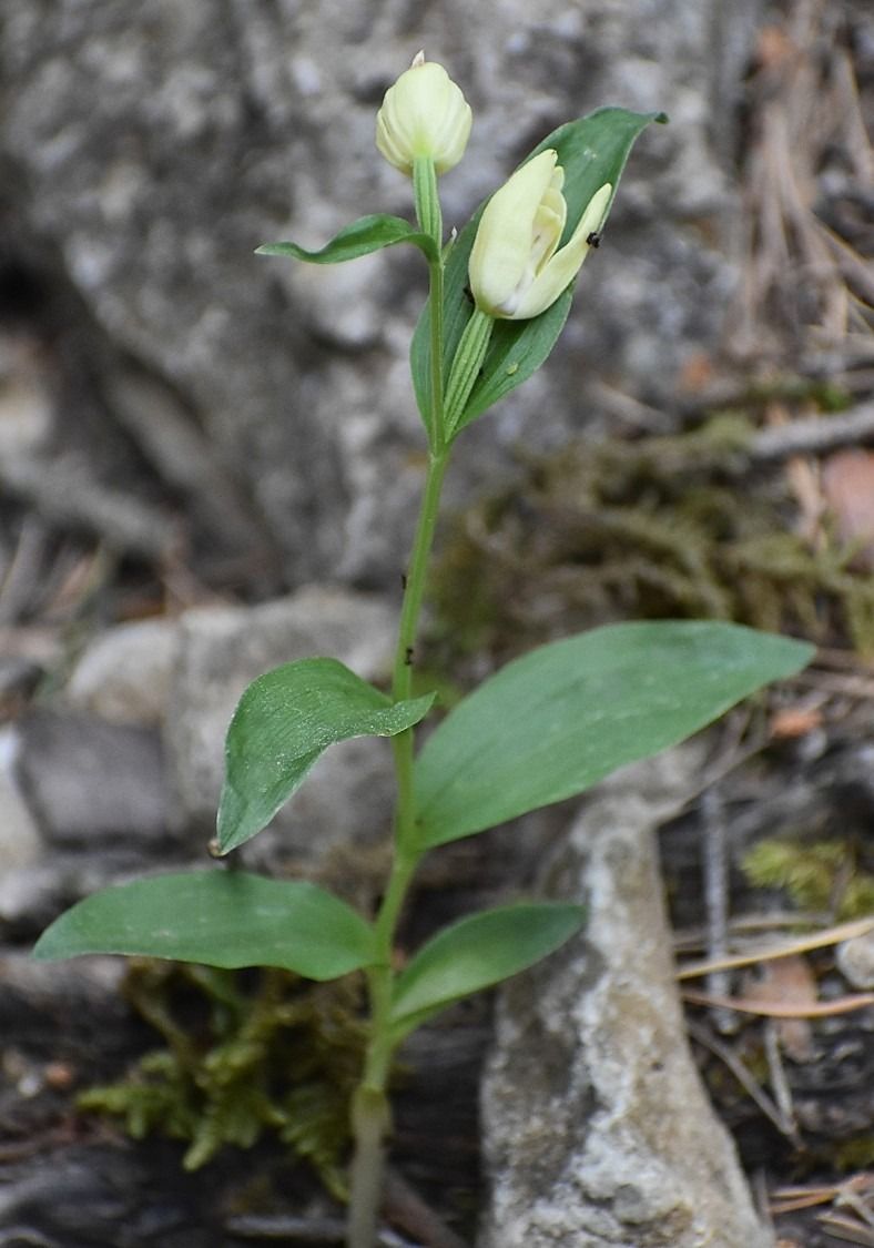Cephalanthera damasonium  - Jacques Hallot