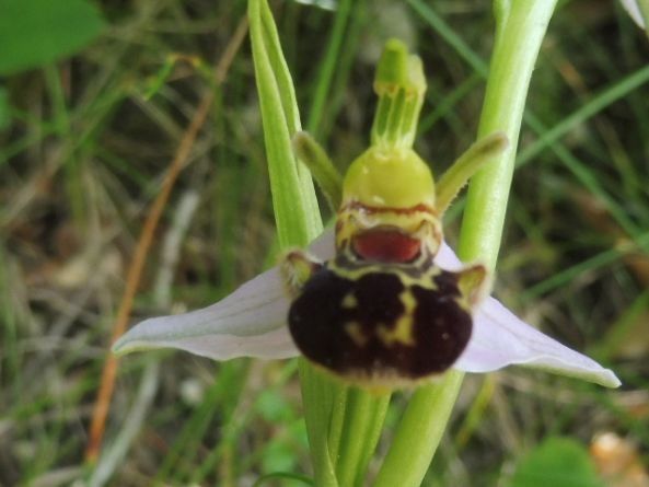 Ophrys apifera var. aurita  - Laurent Fourneret