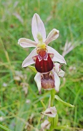 Ophrys apifera var. friburgensis  - Laurent Fourneret