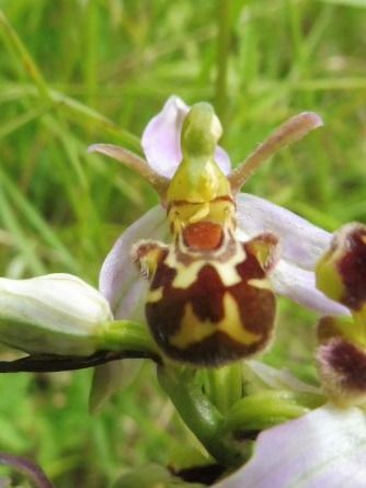 Ophrys apifera var. aurita  - Laurent Fourneret
