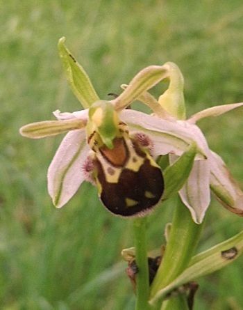 Ophrys apifera var. friburgensis  - Laurent Fourneret
