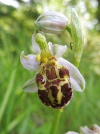 Ophrys apifera var. botteronii  - Laurent Fourneret