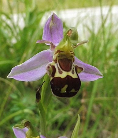 Ophrys apifera var. aurita  - Laurent Fourneret