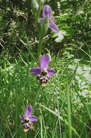 Ophrys gresivaudanica  - Laurent Fourneret