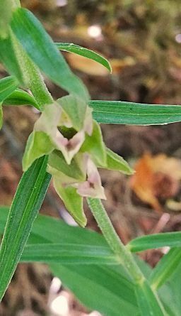 Epipactis leptochila  - Laurent Fourneret