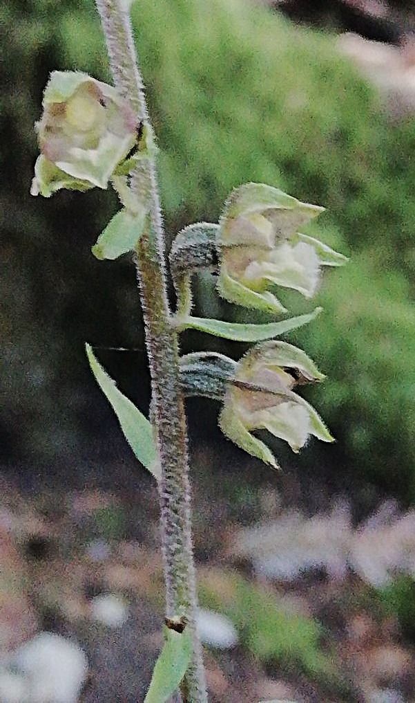 Epipactis microphylla  - Laurent Fourneret