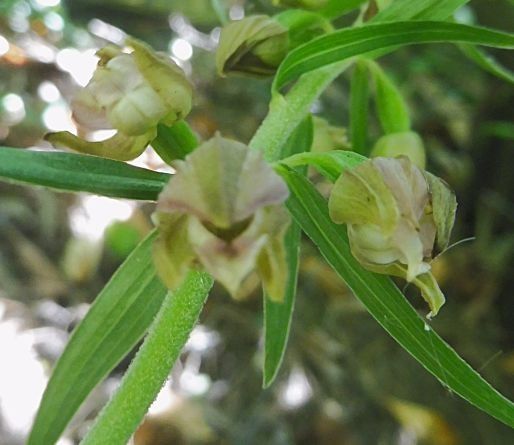Epipactis leptochila  - Laurent Fourneret