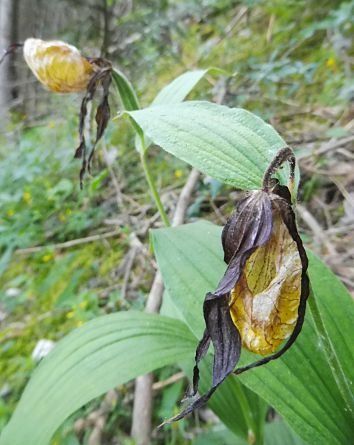 Cypripedium calceolus  - Laurent Fourneret