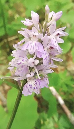 Dactylorhiza maculata  - Laurent Fourneret