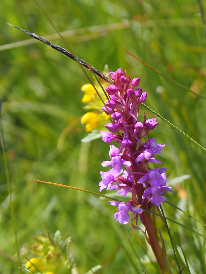 Gymnadenia conopsea  - Monique Souben