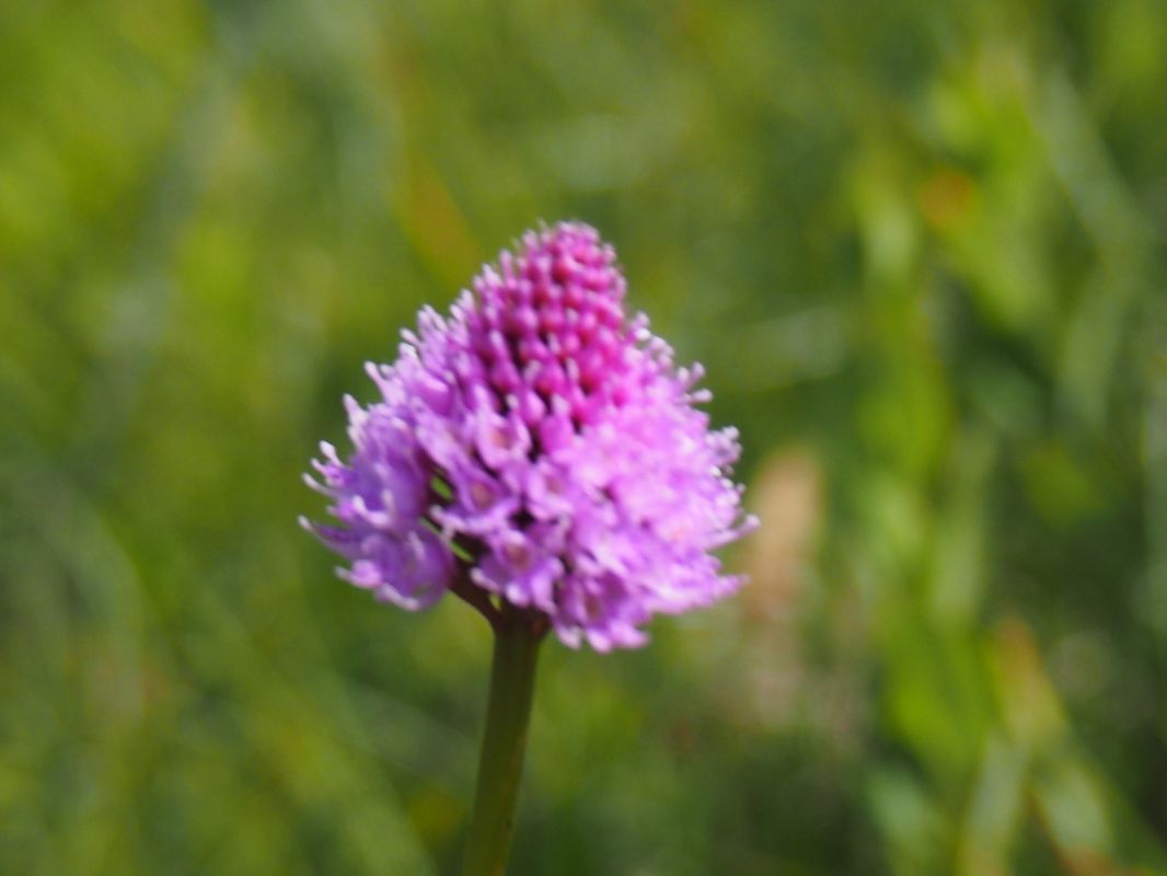 Traunsteinera globosa  - Monique Souben
