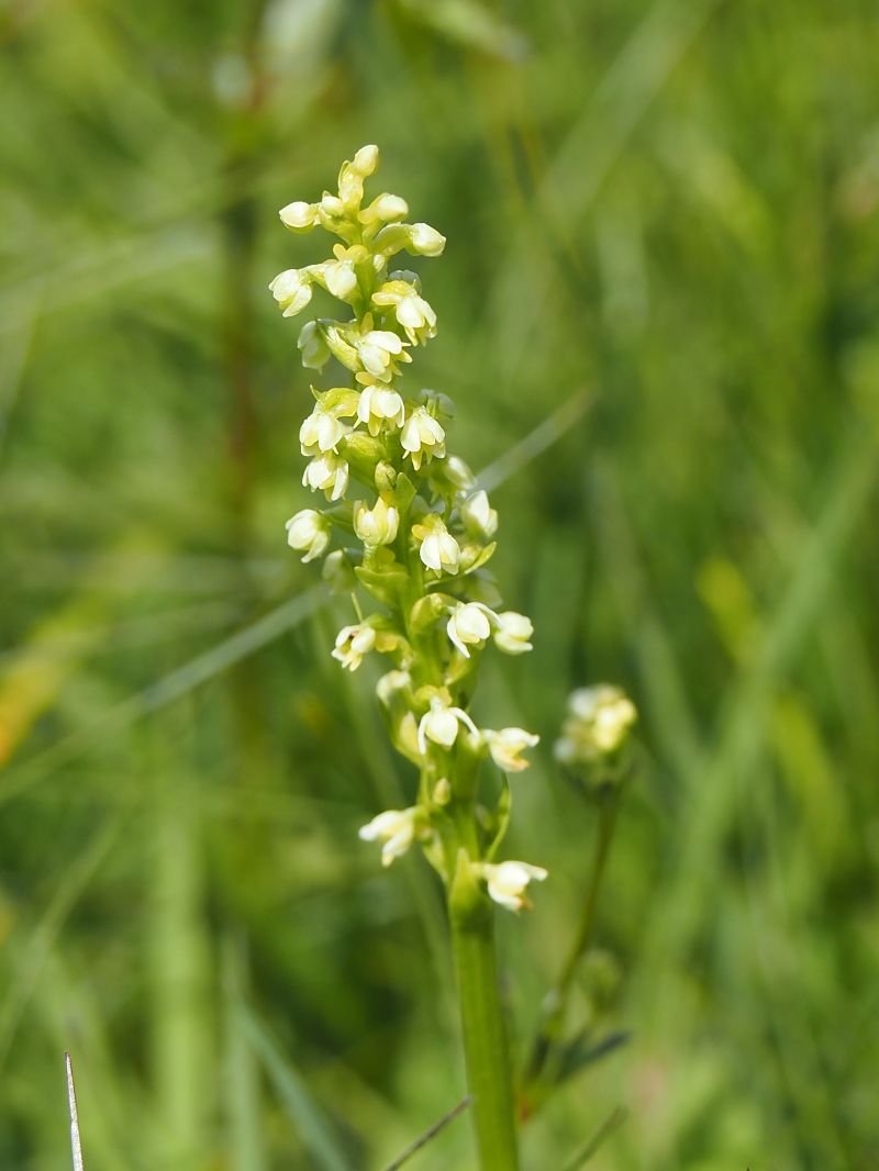 Pseudorchis albida  - Monique Souben