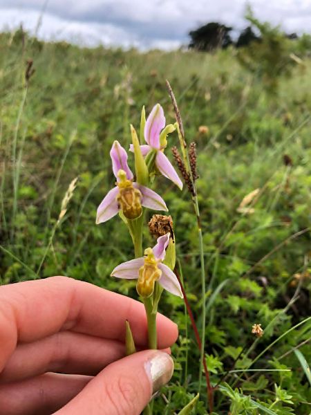 Ophrys apifera f. flavescens  - Armelle Bass