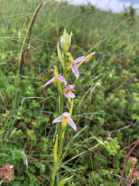 Ophrys apifera var. trollii  - Armelle Bass