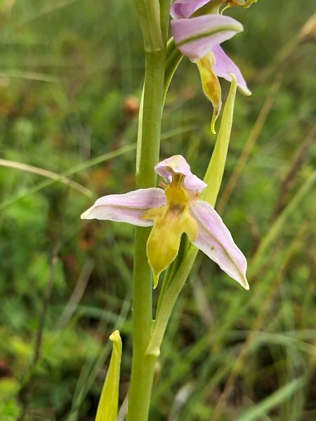 Ophrys apifera var. trollii  - Armelle Bass