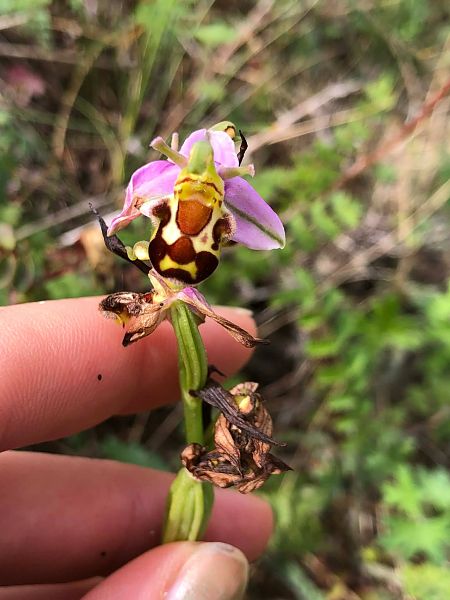 Ophrys apifera var. aurita  - Armelle Bass
