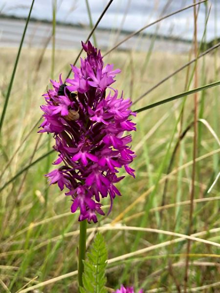 Anacamptis pyramidalis  - Armelle Bass