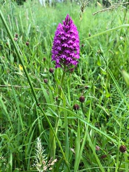 Anacamptis pyramidalis  - Armelle Bass