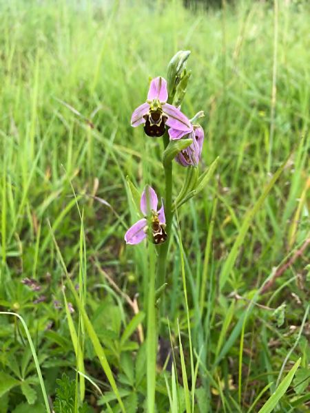 Ophrys apifera  - Armelle Bass
