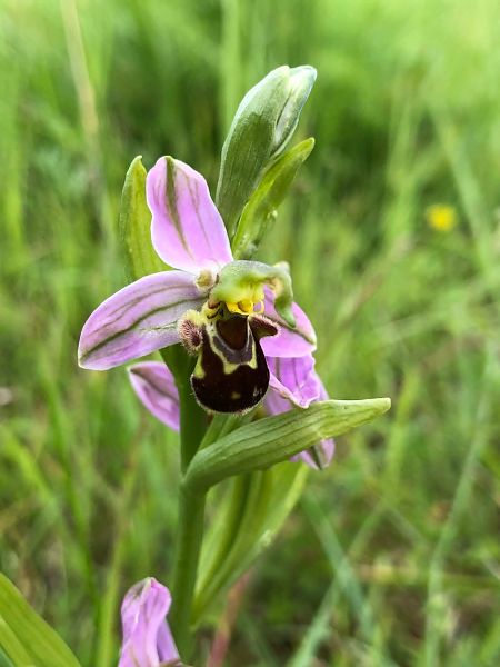 Ophrys apifera  - Armelle Bass