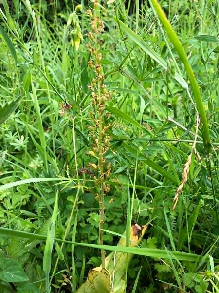 Neottia ovata  - Armelle Bass